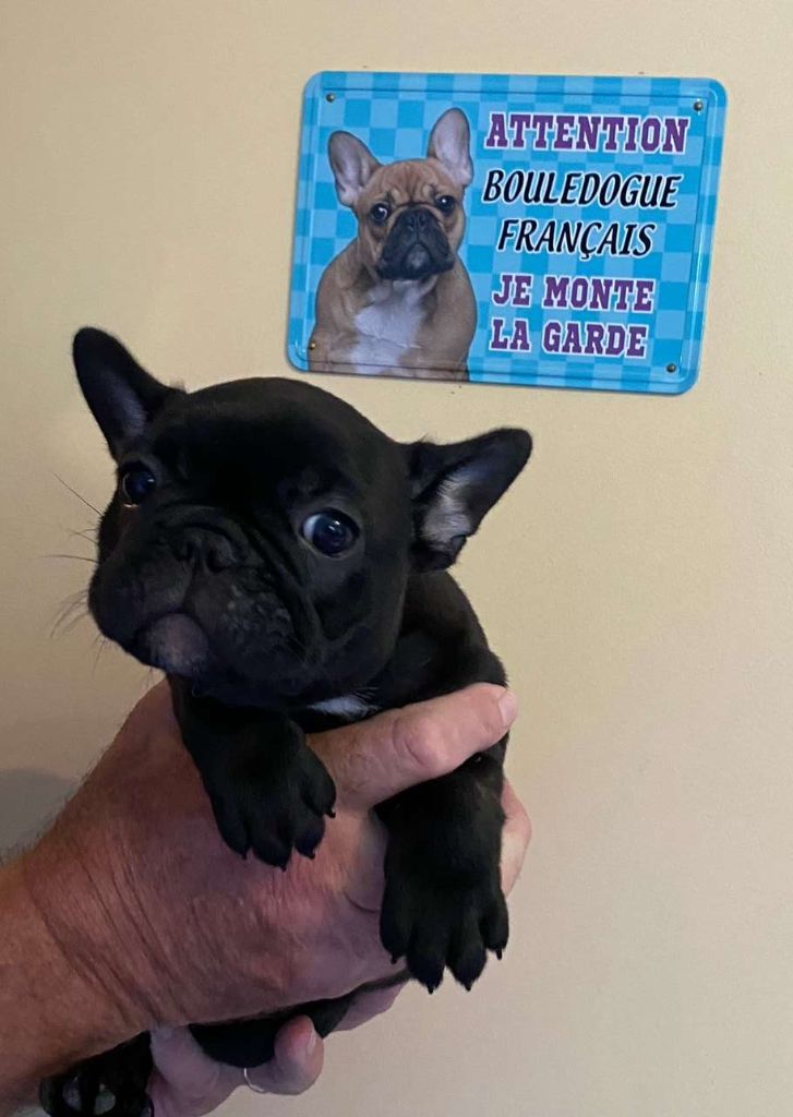 du Royaume de Bélénie - Chiot disponible  - Bouledogue français