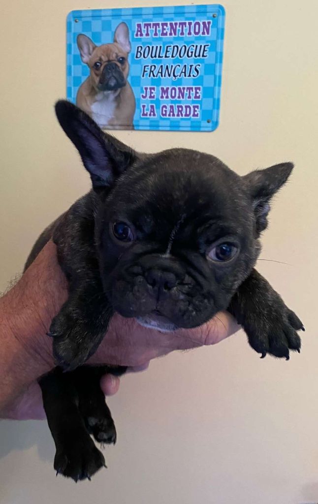 du Royaume de Bélénie - Chiot disponible  - Bouledogue français