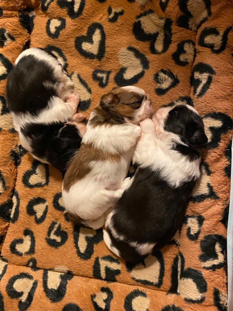 Naissance shih tzu LOF du 04 mai 2023