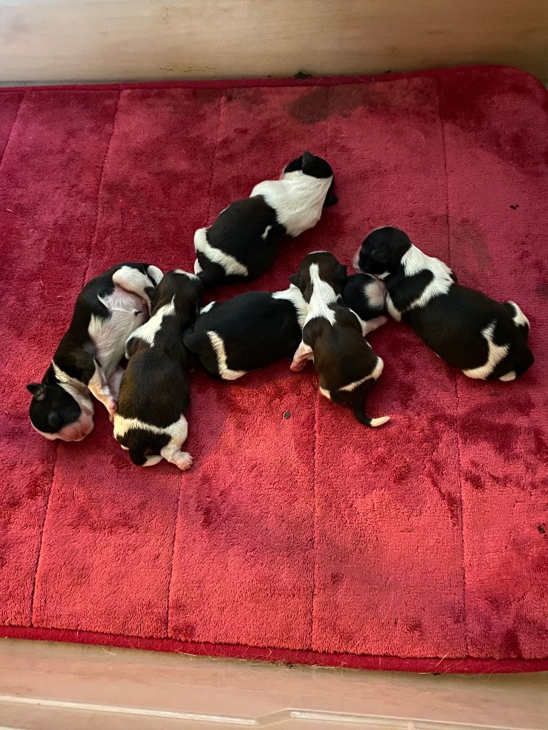Chiot Shih Tzu du Royaume de Bélénie