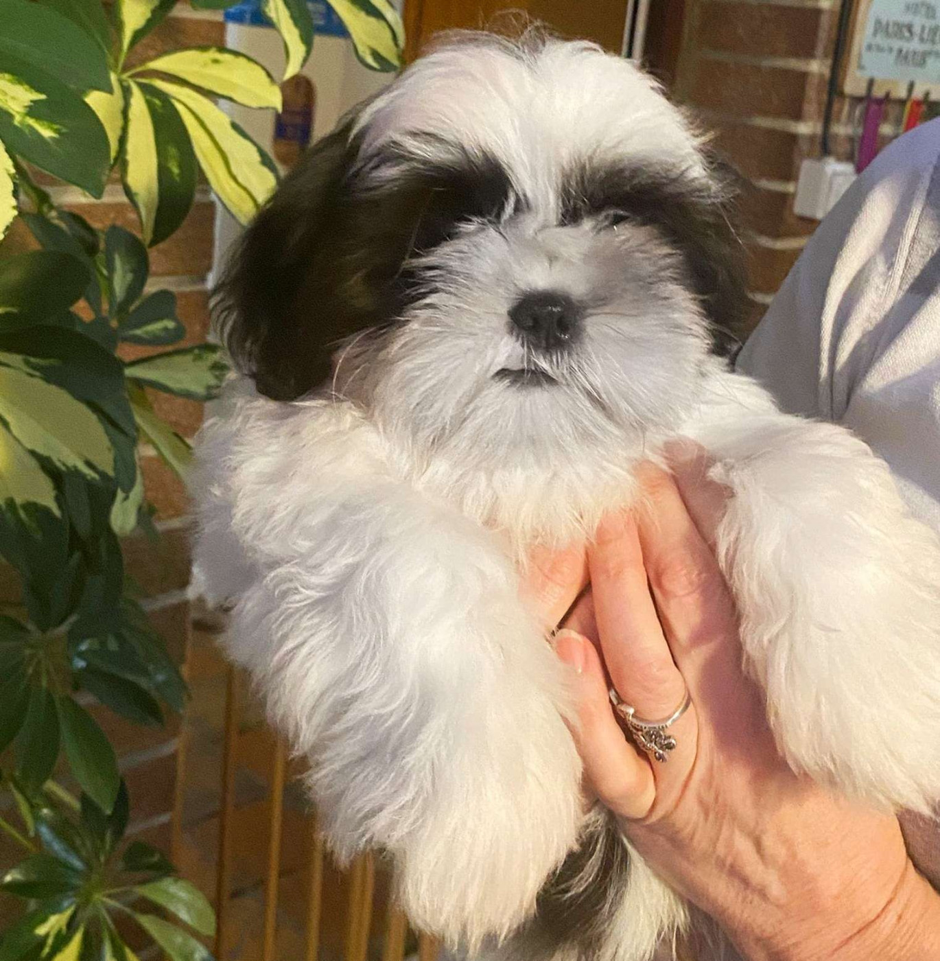 du Royaume de Bélénie - Chiots disponibles - Shih Tzu