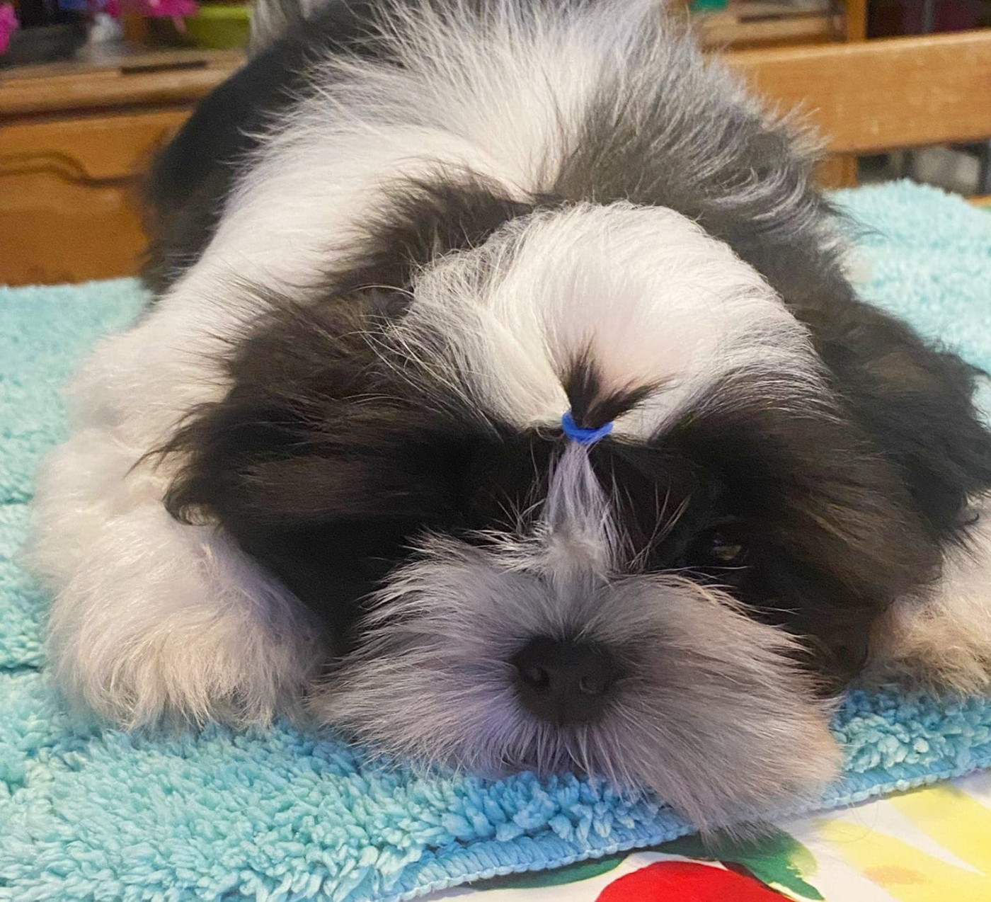 Chiot Shih Tzu du Royaume de Bélénie