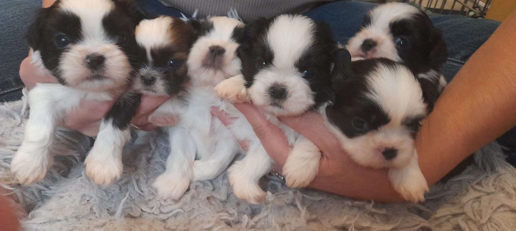 Chiot Shih Tzu du Royaume de Bélénie