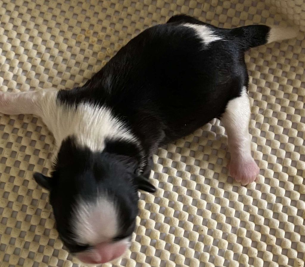 du Royaume de Bélénie - Chiots disponibles - Shih Tzu
