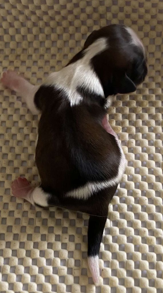 du Royaume de Bélénie - Chiots disponibles - Shih Tzu