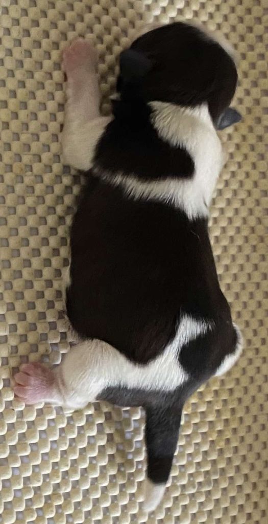 du Royaume de Bélénie - Chiots disponibles - Shih Tzu