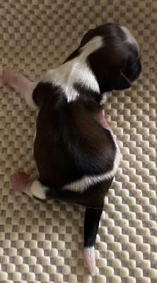 CHIOT 5