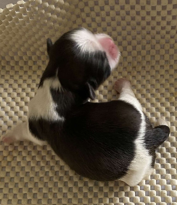 CHIOT 3