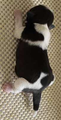CHIOT 6