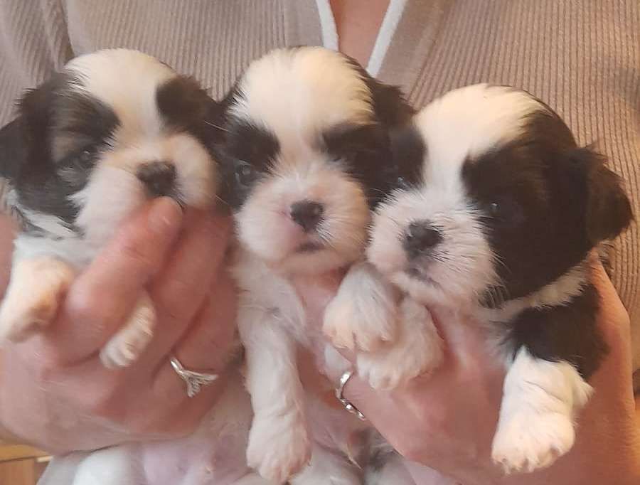 du Royaume de Bélénie - Chiots disponibles - Shih Tzu
