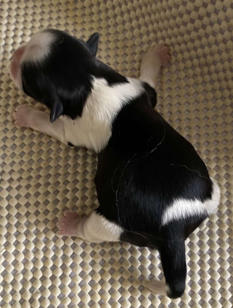 du Royaume de Bélénie - Chiots disponibles - Shih Tzu