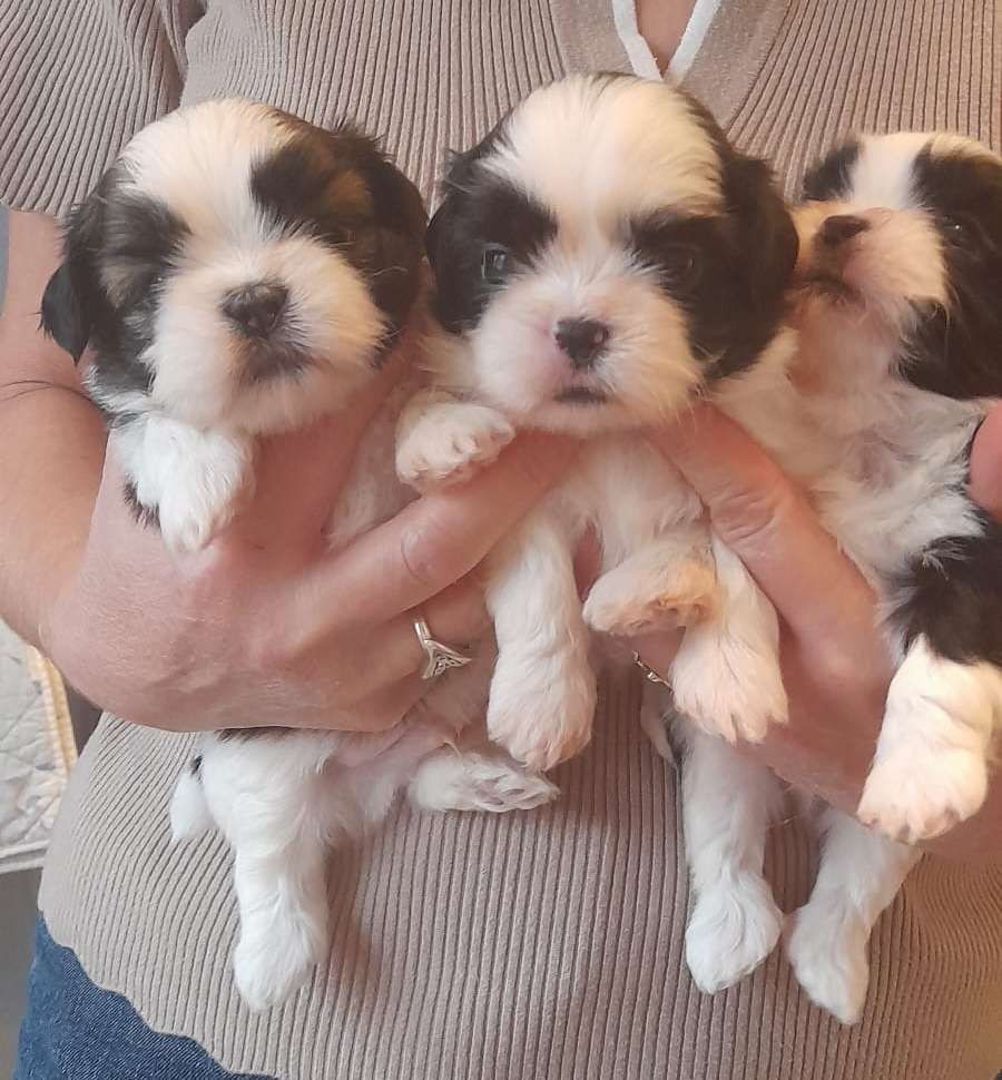 du Royaume de Bélénie - Chiots disponibles - Shih Tzu